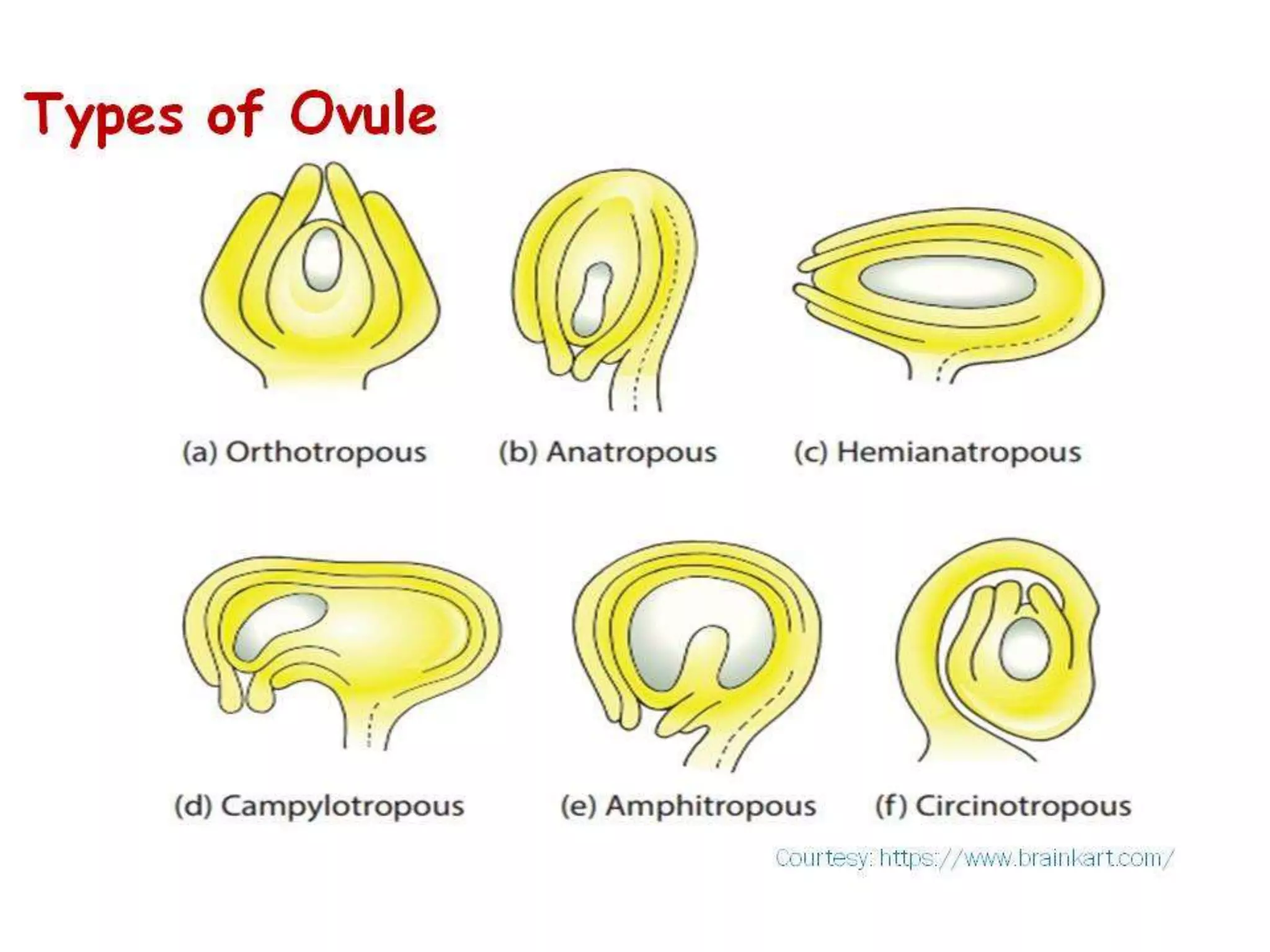 Structure & Types of ovule