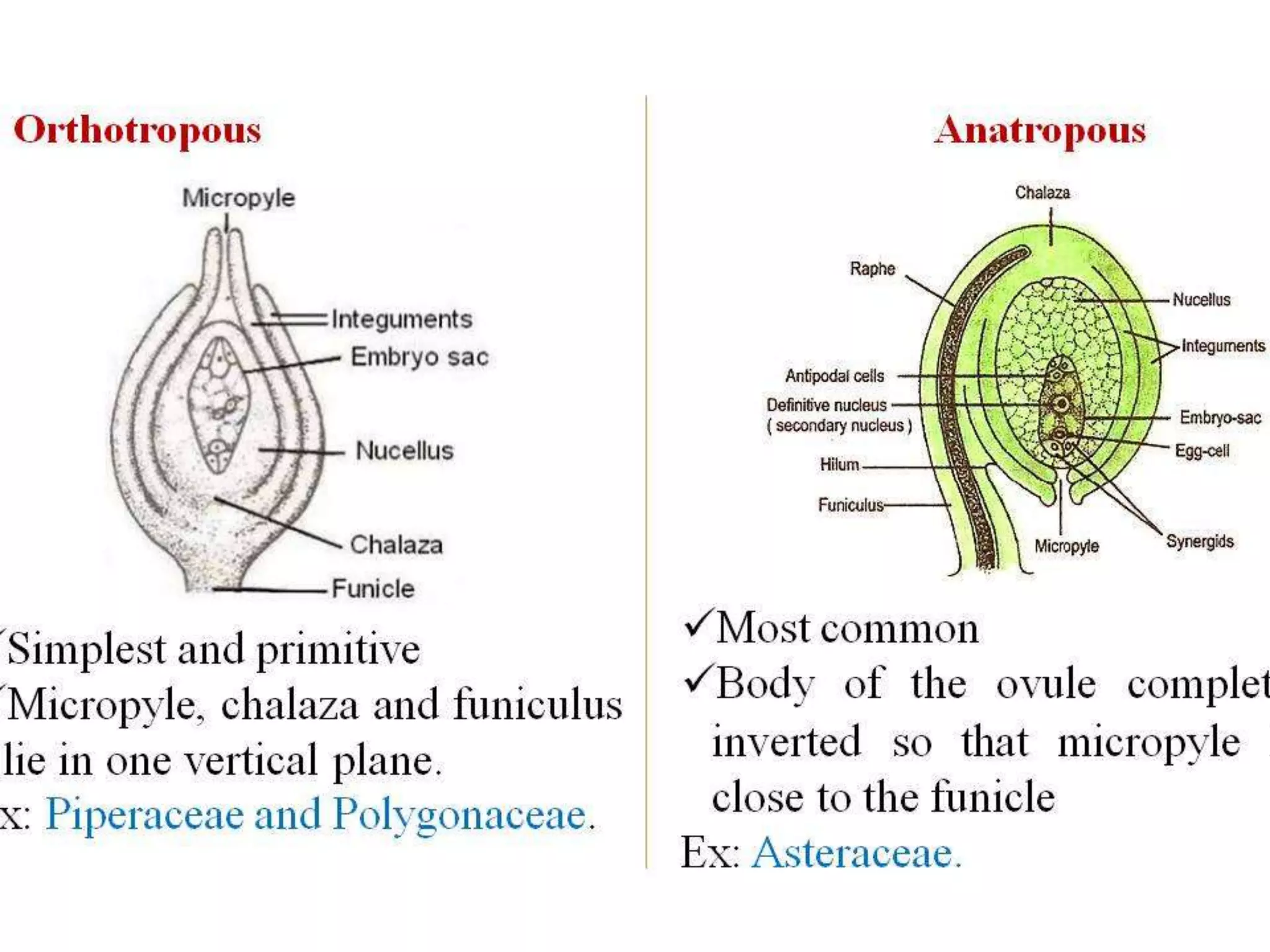 Structure & Types of ovule