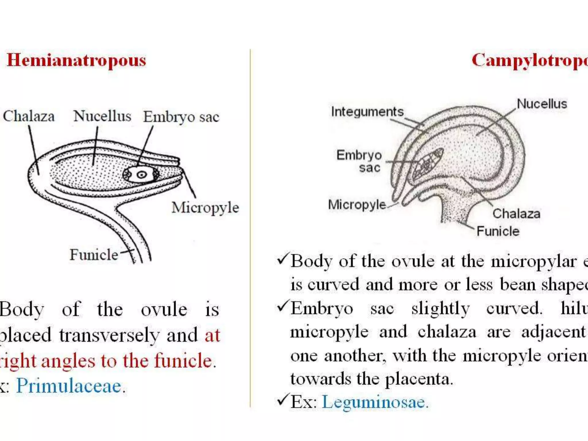 Structure & Types of ovule