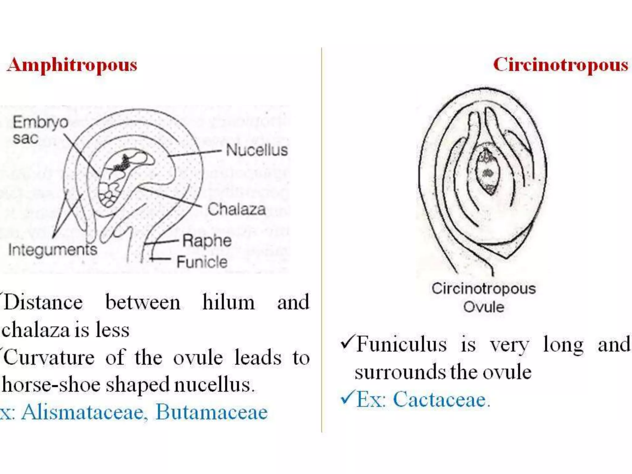 Structure & Types of ovule