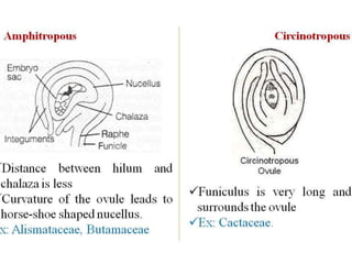 Structure & Types of ovule 