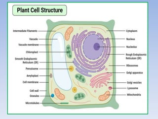 Structure of plant and animal cell