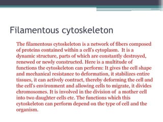 Filamentous cytoskeleton
The filamentous cytoskeleton is a network of fibers composed
of proteins contained within a cell's cytoplasm. It is a
dynamic structure, parts of which are constantly destroyed,
renewed or newly constructed. Here is a multitude of
functions the cytoskeleton can perform: It gives the cell shape
and mechanical resistance to deformation, it stabilizes entire
tissues, it can actively contract, thereby deforming the cell and
the cell's environment and allowing cells to migrate, it divides
chromosomes. It is involved in the division of a mother cell
into two daughter cells etc. The functions which this
cytoskeleton can perform depend on the type of cell and the
organism.
 