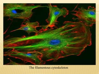 The filamentous cytoskeleton
 