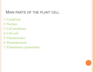 MAIN PARTS OF THE PLANT CELL
1: Cytoplasm
2: Nucleus
3: Cell membrane
4: Cell wall
5: Chromosomes
6: Plasmodesmata
7: Filamentous cytoskeleton
 