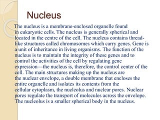 Nucleus
The nucleus is a membrane-enclosed organelle found
in eukaryotic cells. The nucleus is generally spherical and
located in the centre of the cell. The nucleus contains thread-
like structures called chromosomes which carry genes. Gene is
a unit of inheritance in living organisms. The function of the
nucleus is to maintain the integrity of these genes and to
control the activities of the cell by regulating gene
expression—the nucleus is, therefore, the control center of the
cell. The main structures making up the nucleus are
the nuclear envelope, a double membrane that encloses the
entire organelle and isolates its contents from the
cellular cytoplasm, the nucleolus and nuclear pores. Nuclear
pores regulate the transport of molecules across the envelope.
The nucleolus is a smaller spherical body in the nucleus.
 