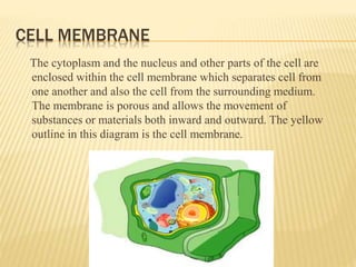 CELL MEMBRANE
The cytoplasm and the nucleus and other parts of the cell are
enclosed within the cell membrane which separates cell from
one another and also the cell from the surrounding medium.
The membrane is porous and allows the movement of
substances or materials both inward and outward. The yellow
outline in this diagram is the cell membrane.
 
