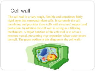 Cell wall
The cell wall is a very tough, flexible and sometimes fairly
rigid layer that surrounds plant cells. It surrounds the cell
membrane and provides these cells with structural support and
protection. In addition the cell wall is acting as a filtering
mechanism. A major function of the cell wall is to act as a
pressure vessel, preventing over-expansion when water enters
the cell. The green outline in this diagram is the cell wall:-
 