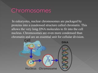 In eukaryotes, nuclear chromosomes are packaged by
proteins into a condensed structure called chromatin. This
allows the very long DNA molecules to fit into the cell
nucleus. Chromosomes are even more condensed than
chromatin and are an essential unit for cellular division.
 