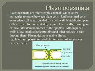 Plasmodesmata are microscopic channels which allow
molecules to travel between plant cells. Unlike animal cells,
every plant cell is surrounded by a cell wall. Neighboring plant
cells are therefore separated by a pair of cell walls, forming an
extracellular domain known as the apoplast. Although cell
walls allow small soluble proteins and other solutes to pass
through them, Plasmodesmata enable direct,
regulated, symplastic intercellular transport of substances
between cells.
 