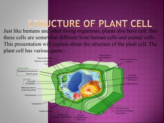 Just like humans and other living organisms, plants also have cell. But
these cells are somewhat different from human cells and animal cells.
This presentation will explain about the structure of the plant cell. The
plant cell has various parts:-
 