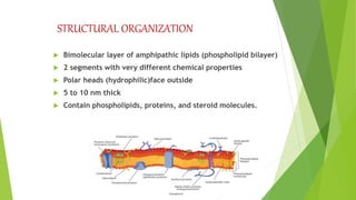 Structure of plasma membrane | PPTX