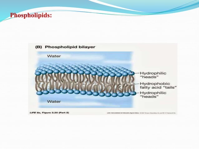 Structure of plasma membrane | PPT