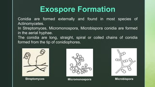 Structure of Prokaryotic Cell | PPTX