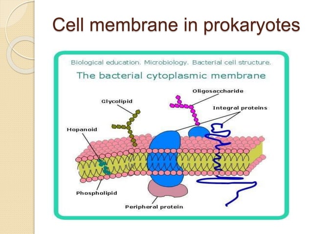 Structure of prokaryotic cell.pptx