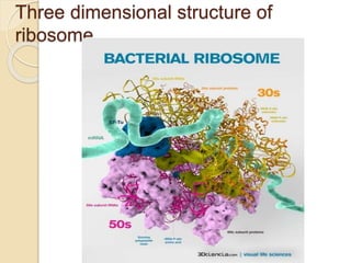 Detailed Ribosome Structure of prokaryotic cell.pptx