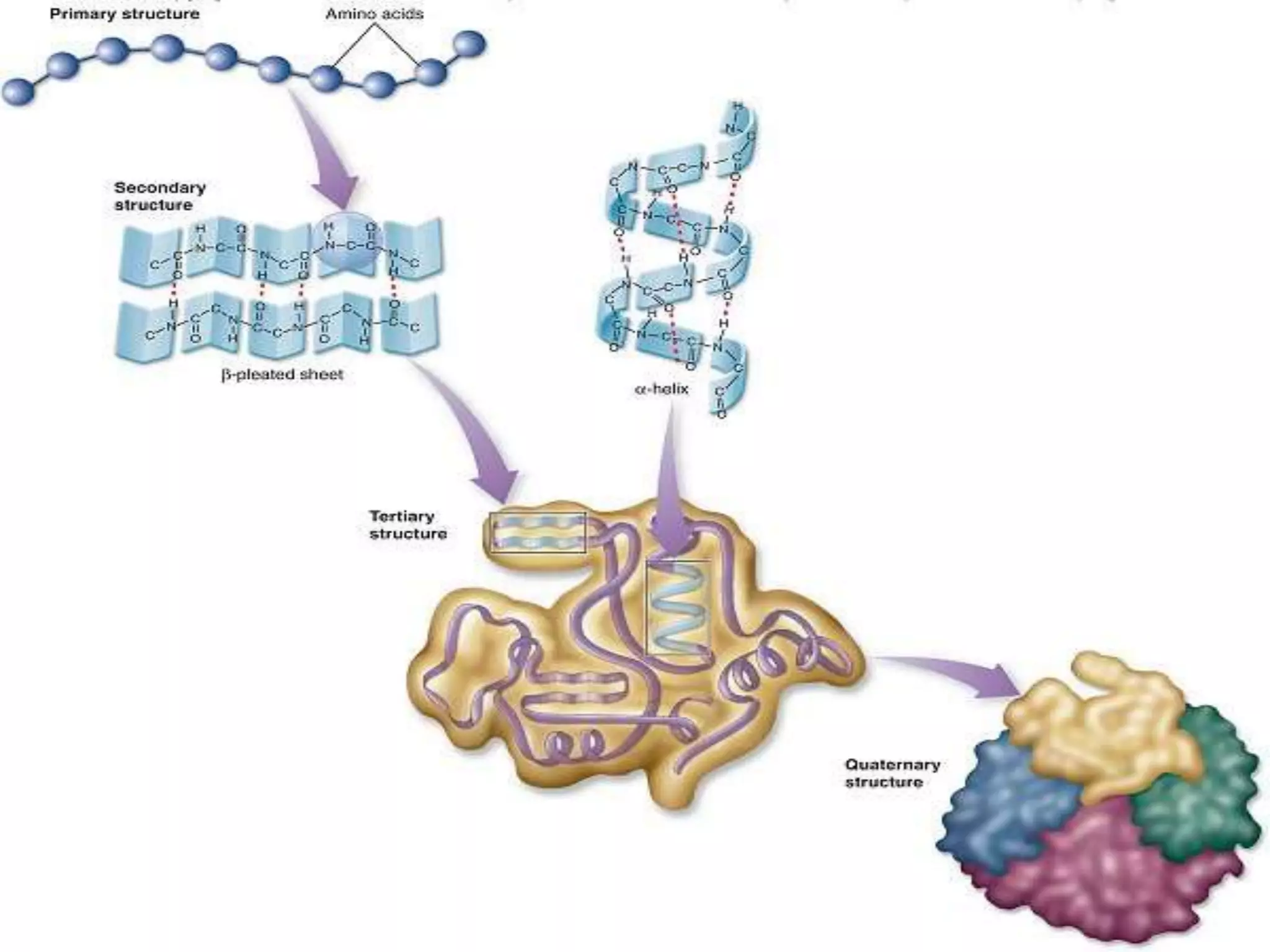 Structure of protein By KK Sahu Sir | PPT