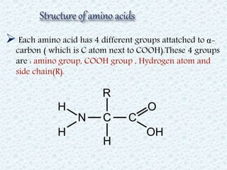  α- carboxyl group of one amino acid
(with side chain R1) forms a covalent
peptide bond with α- amino group of
another am...