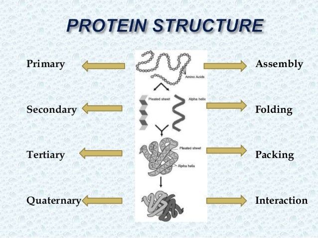 Protein Structure Presentation