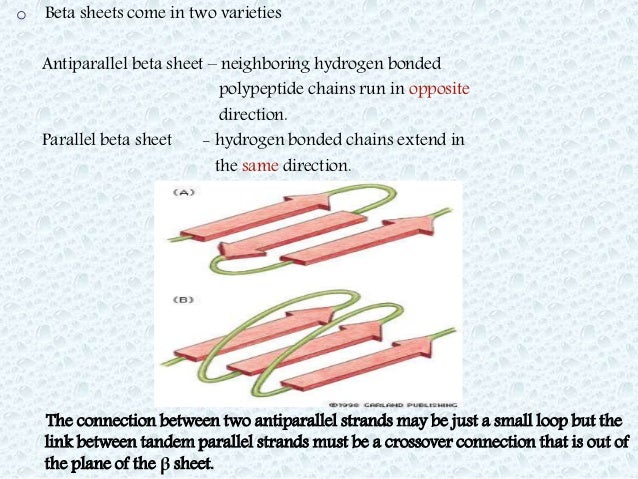 protein structure presentation parallel beta sheets