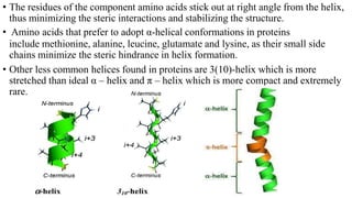 • The residues of the component amino acids stick out at right angle from the helix,
thus minimizing the steric interactions and stabilizing the structure.
• Amino acids that prefer to adopt α-helical conformations in proteins
include methionine, alanine, leucine, glutamate and lysine, as their small side
chains minimize the steric hindrance in helix formation.
• Other less common helices found in proteins are 3(10)-helix which is more
stretched than ideal α – helix and π – helix which is more compact and extremely
rare.
 
