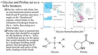 • Glycine and Proline act as α
helix breakers:
Glycine, with no side chain, has
an unconstrained rotation around
both Φ and Ψ and thus may have
angles in the “Disallowed”
regions, which hinder in the
formation of hydrogen bonds in
the α – helix, thus acting as a
helix breaker.
Proline side chain is jammed into
the space that should be occupied
by the backbone of the α – helix,
a methylene group is in the space
that would normally be occupied
by a hydrogen bonding amide
proton, thus disrupting the H –
bond network and sterics of the
helix, leading to helix break.
Glycine Ramachandran plot
Glycine Proline
 