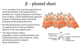 β – pleated sheet
• It is a secondary level of protein organization in
which the backbone of the peptide chain is
extended into a zigzag arrangement resembling a
series of pleats, with the peptide bonds organized
in planes of alternating slopes (alternating
ascending and descending direction).
• The Beta pleated sheet can be formed between
two peptide chains or between different
segments of the same peptide chain.
• The large aromatic residues
(tryptophan, tyrosine and phenylalanine) and
Cβ-branched amino acids (isoleucine, valine,
and threonine) prefer to adopt β-
sheets conformations.
 