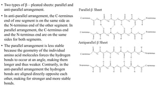 • Two types of β – pleated sheets: parallel and
anti-parallel arrangement.
• In anti-parallel arrangement, the C-terminus
end of one segment is on the same side as
the N-terminus end of the other segment. In
parallel arrangement, the C-terminus end
and the N-terminus end are on the same
sides for both segments.
• The parallel arrangement is less stable
because the geometry of the individual
amino acid molecules forces the hydrogen
bonds to occur at an angle, making them
longer and thus weaker. Contrarily, in the
anti-parallel arrangement the hydrogen
bonds are aligned directly opposite each
other, making for stronger and more stable
bonds.
 