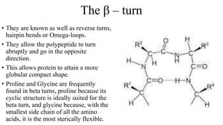 The β – turn
• They are known as well as reverse turns,
hairpin bends or Omega-loops.
• They allow the polypeptide to turn
abruptly and go in the opposite
direction.
• This allows protein to attain a more
globular compact shape.
• Proline and Glycine are frequently
found in beta turns, proline because its
cyclic structure is ideally suited for the
beta turn, and glycine because, with the
smallest side chain of all the amino
acids, it is the most sterically flexible.
 