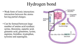 Hydrogen bond
• Weak form of ionic interaction:
interaction between the atoms
having partial charges.
• Can be formed between large
number of amino acid residues:
serine, threonine, aspartic acid,
glutamic acid, glutamine, lysine,
arginine, histidine, tryptophan,
tyrosine and asparagine.
 