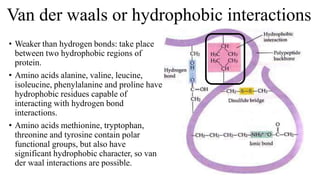Van der waals or hydrophobic interactions
• Weaker than hydrogen bonds: take place
between two hydrophobic regions of
protein.
• Amino acids alanine, valine, leucine,
isoleucine, phenylalanine and proline have
hydrophobic residues capable of
interacting with hydrogen bond
interactions.
• Amino acids methionine, tryptophan,
threonine and tyrosine contain polar
functional groups, but also have
significant hydrophobic character, so van
der waal interactions are possible.
 
