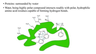 • Proteins: surrounded by water
• Water, being highly polar compound interacts readily with polar, hydrophilic
amino acid residues capable of forming hydrogen bonds.
 