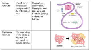 Tertiary
structure
Overall three
dimensional
arrangement of
the polypeptide
chain
Hydrophobic
interactions,
Hydrogen bonds
(non covalent
bonds in general)
and sulphur
bridges.
Quaternary
structure
The association
of two or more
polypeptides
into a multi –
subunit complex
 