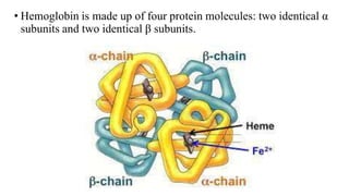 • Hemoglobin is made up of four protein molecules: two identical α
subunits and two identical β subunits.
 