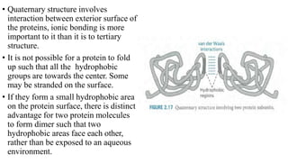 • Quaternary structure involves
interaction between exterior surface of
the proteins, ionic bonding is more
important to it than it is to tertiary
structure.
• It is not possible for a protein to fold
up such that all the hydrophobic
groups are towards the center. Some
may be stranded on the surface.
• If they form a small hydrophobic area
on the protein surface, there is distinct
advantage for two protein molecules
to form dimer such that two
hydrophobic areas face each other,
rather than be exposed to an aqueous
environment.
 