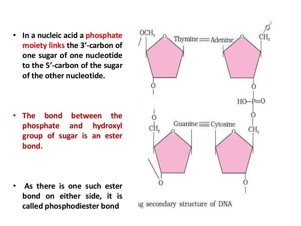 Structure of proteins and nature of bond linking monomers in a polymer