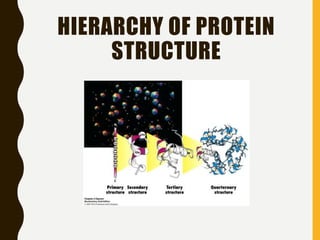 HIERARCHY OF PROTEIN
STRUCTURE
 
