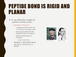 PEPTIDE BOND IS RIGID AND
PLANAR
 X-ray diffraction studies of
crystals of amino acids –
◦ peptide C⎯N bond –
 somewhat shorter than the
C⎯N bond in a simple amine
 atoms associated with the
peptide bond are coplanar
 Partial double-bond in
character
 cannot rotate freely
◦ Rotation is permitted about
the N⎯Cα and the Cα⎯C
bonds
 