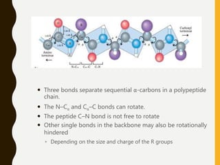 Three bonds separate sequential α-carbons in a polypeptide
chain.
 The N⎯Cα and Cα⎯C bonds can rotate.
 The peptide C⎯N bond is not free to rotate
 Other single bonds in the backbone may also be rotationally
hindered
◦ Depending on the size and charge of the R groups
 