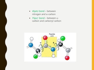  Φ(phi) bond – between
nitrogen and α-carbon
 Ψ(psi) bond – between α-
carbon and carbonyl carbon
 