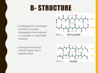 Β- STRUCTURE
– A polypeptide is hydrogen
bonded to another
polypeptide chain aligned
in a parallel or antiparallel
direction.
– Hydrogen-bonded β-
strands appear like a
pleated sheet.
Anti-parallel
Parallel
 