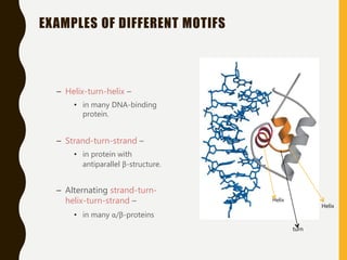 EXAMPLES OF DIFFERENT MOTIFS
– Helix-turn-helix –
• in many DNA-binding
protein.
– Strand-turn-strand –
• in protein with
antiparallel β-structure.
– Alternating strand-turn-
helix-turn-strand –
• in many α/β-proteins
Helix
Helix
turn
 