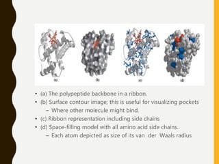 • (a) The polypeptide backbone in a ribbon.
• (b) Surface contour image; this is useful for visualizing pockets
– Where other molecule might bind.
• (c) Ribbon representation including side chains
• (d) Space-filling model with all amino acid side chains.
– Each atom depicted as size of its van der Waals radius
 