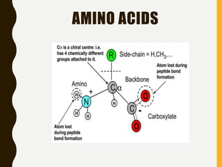 AMINO ACIDS
 