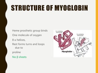 STRUCTURE OF MYOGLOBIN
Heme prosthetic group binds
One molecule of oxygen
8 α helices,
Rest forms turns and loops
due to
proline
No β sheets
 