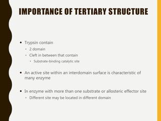 IMPORTANCE OF TERTIARY STRUCTURE
 Trypsin contain
◦ 2 domain
◦ Cleft in between that contain
 Substrate-binding catalytic site
 An active site within an interdomain surface is characteristic of
many enzyme
 In enzyme with more than one substrate or allosteric effector site
◦ Different site may be located in different domain
 
