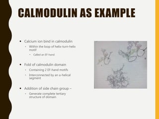 CALMODULIN AS EXAMPLE
 Calcium ion bind in calmodulin
◦ Within the loop of helix-turn-helix
motif
 Called an EF-hand
 Fold of calmodulin domain
◦ Containing 2 EF-hand motifs
◦ Interconnected by an α-helical
segment
 Addition of side chain group –
◦ Generate complete tertiary
structure of domain
 