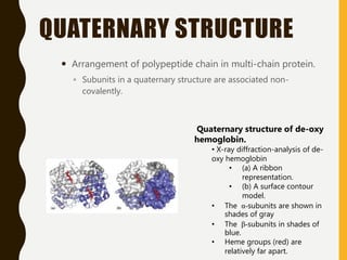 QUATERNARY STRUCTURE
 Arrangement of polypeptide chain in multi-chain protein.
◦ Subunits in a quaternary structure are associated non-
covalently.
Quaternary structure of de-oxy
hemoglobin.
• X-ray diffraction-analysis of de-
oxy hemoglobin
• (a) A ribbon
representation.
• (b) A surface contour
model.
• The α-subunits are shown in
shades of gray
• The β-subunits in shades of
blue.
• Heme groups (red) are
relatively far apart.
 