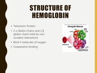 STRUCTURE OF
HEMOGLOBIN
• Tetrameric Protein
• 2 α Globin Chains and 2 β
globin chains held by non-
covalent interactions
• Bind 4 molecules of oxygen
• Cooperative binding
 