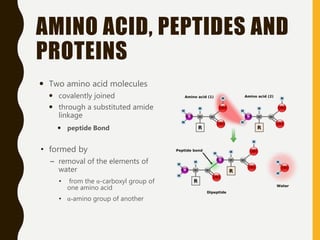 AMINO ACID, PEPTIDES AND
PROTEINS
 Two amino acid molecules
 covalently joined
 through a substituted amide
linkage
 peptide Bond
• formed by
– removal of the elements of
water
• from the α-carboxyl group of
one amino acid
• α-amino group of another
 